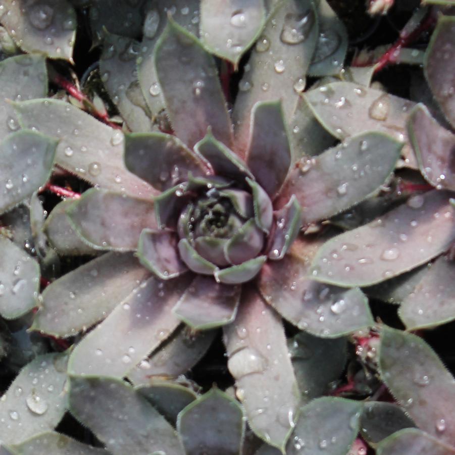 Sempervivum 'Purple Beauty' - Hens and Chicks from Hoffie Nursery