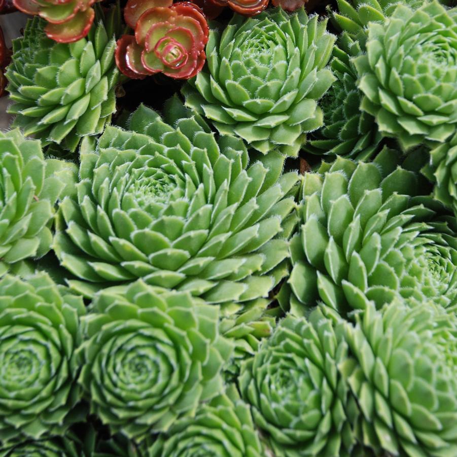 Sempervivum braunii - Hen and Chicks from Hoffie Nursery