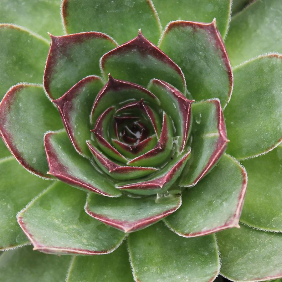 Sempervivum tectorum - Hens and Chicks from Hoffie Nursery