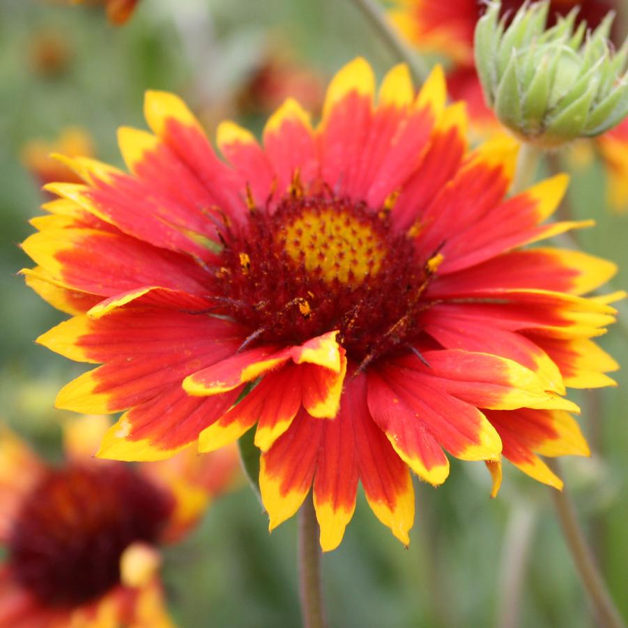 Gaillardia grandiflora 'Dazzler' - Blanket Flower from Hoffie Nursery