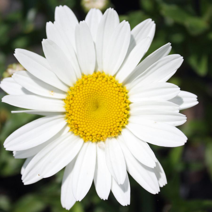 Leucanthemum superbum 'Snowcap' - Shasta Daisy from Hoffie Nursery