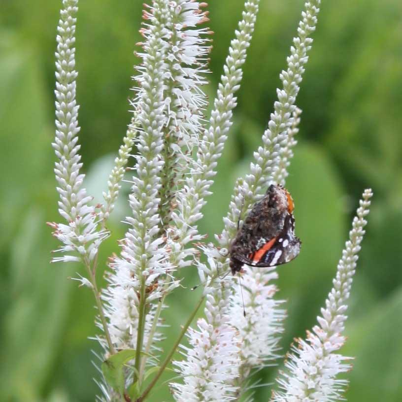 Veronicastrum virginicum - Culver's Root from Hoffie Nursery