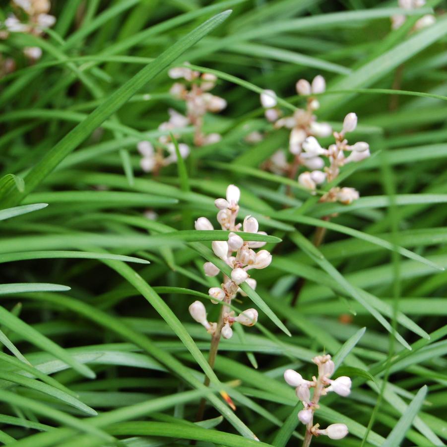 Liriope spicata 