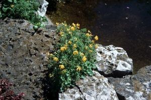 Corydalis lutea 