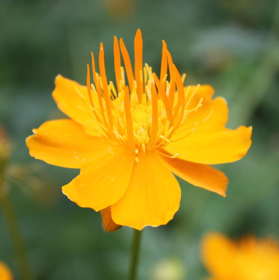 Trollius chinensis Golden Queen