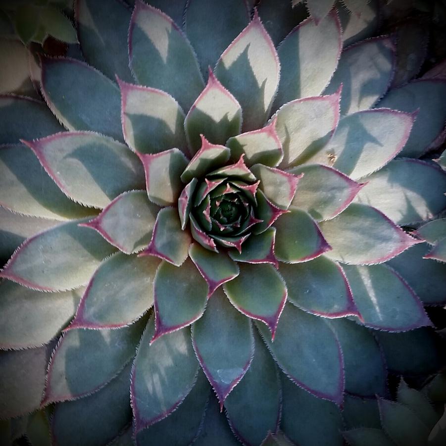 Sempervivum 'Twilight Blues' - Hens and Chicks from Hoffie Nursery