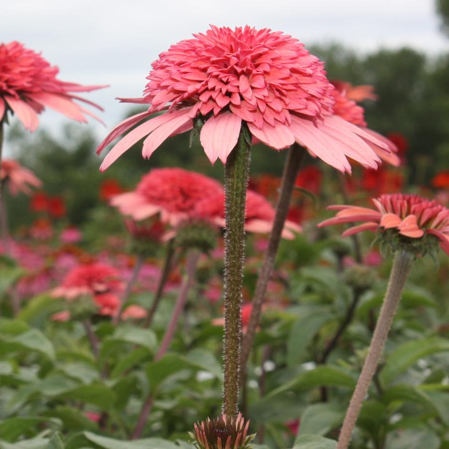 Echinacea purpurea Cone-fection 'Raspberry Truffle' - Double Coneflower from Hoffie Nursery