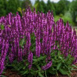 Salvia nemorosa 'Bumbleberry' - Hybrid Sage from Hoffie Nursery