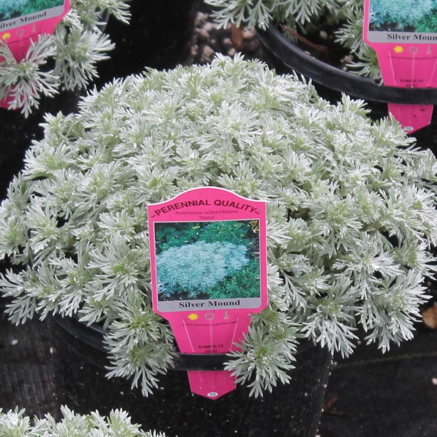 Artemisia schmidtiana 'Nana' - Silver Mound from Hoffie Nursery