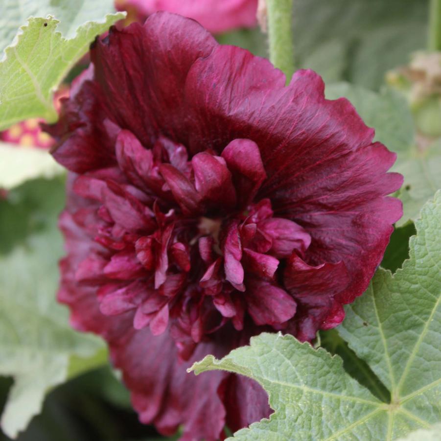 Alcea rosea 'Chater's Double' - Hollyhock from Hoffie Nursery