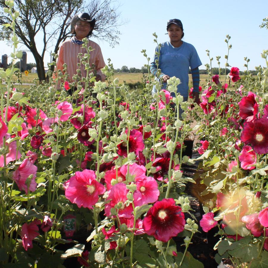 Alcea rosea 'Indian Spring' - Hollyhock from Hoffie Nursery