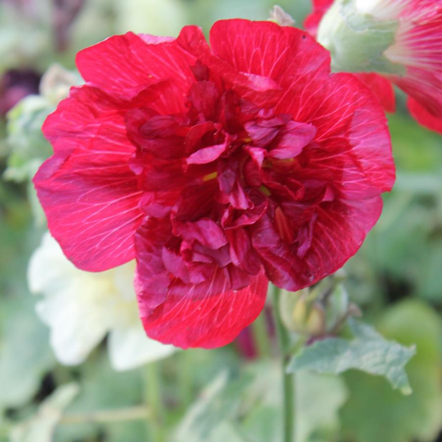 Alcea rosea 'Powderpuff Mixed' Hollyhock from Hoffie Nursery