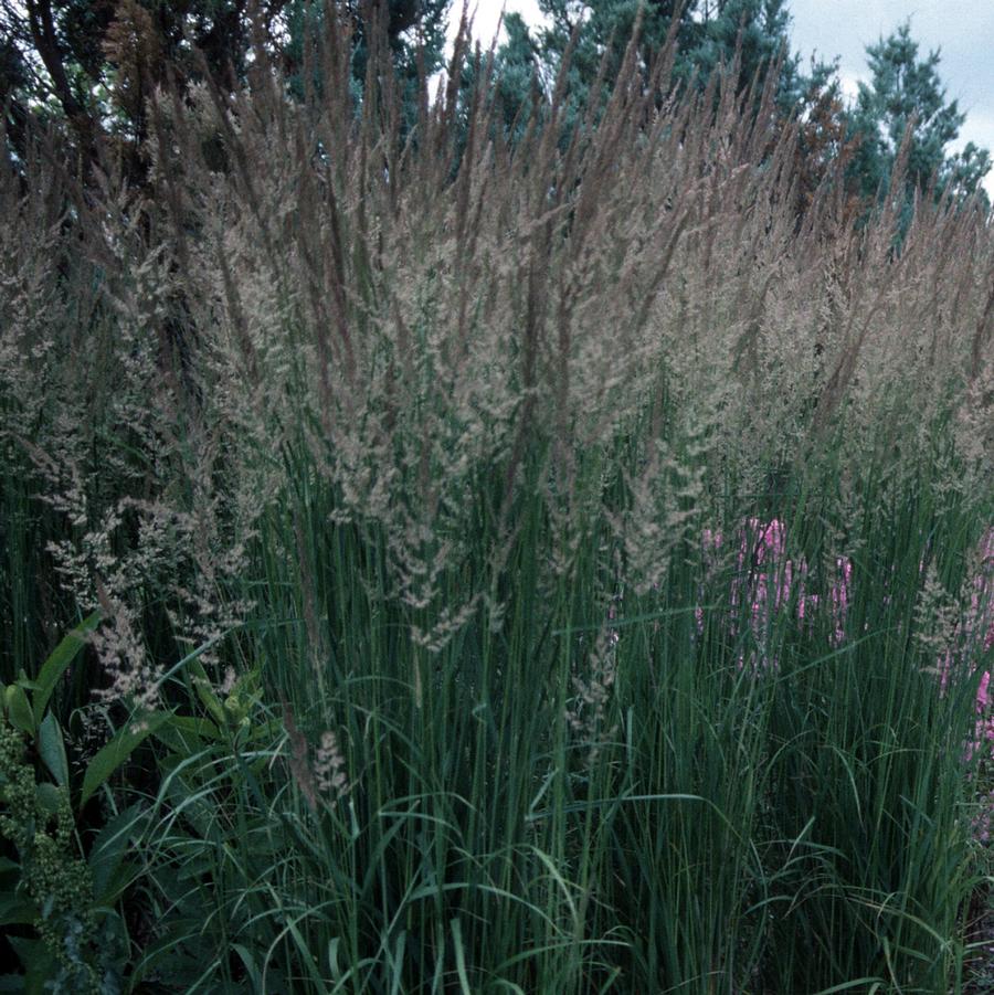 Calamagrostis acutiflora 'Karl Foerster' - Feather Reed Grass from Hoffie Nursery