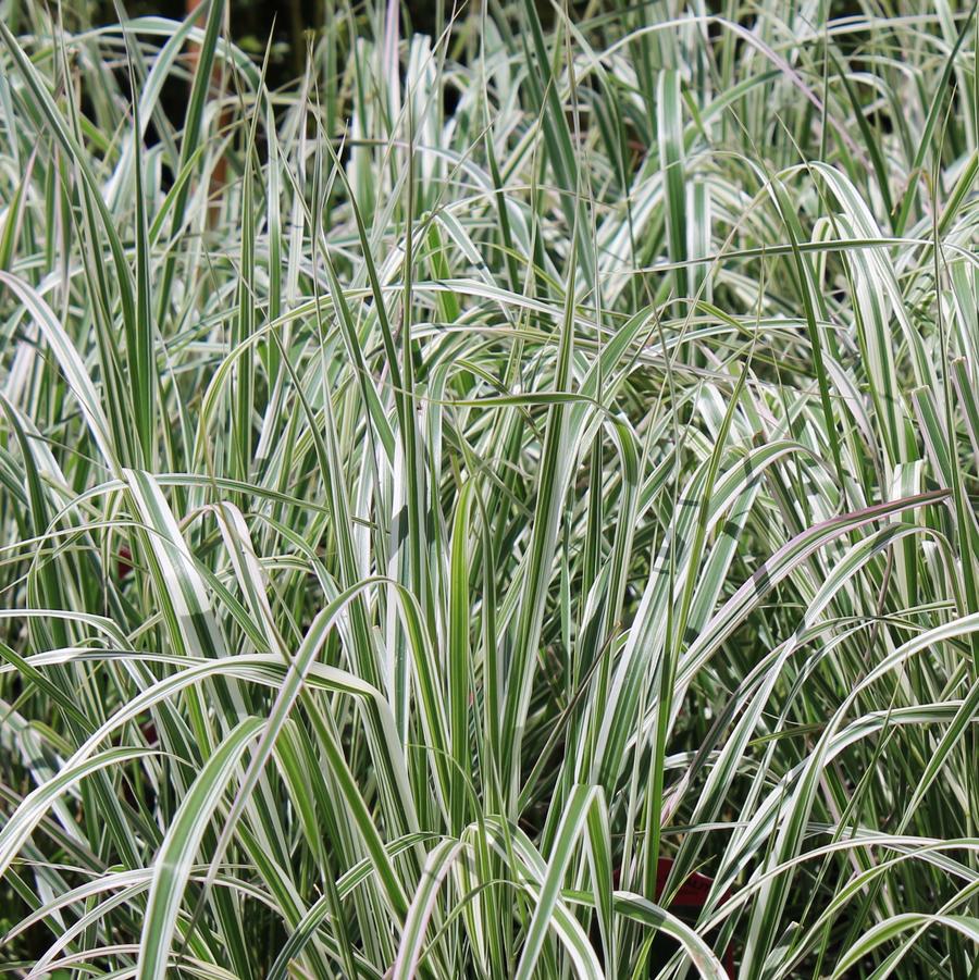 Calamagrostis acutiflora 'Overdam' - Variegated Feather Reed Grass from Hoffie Nursery