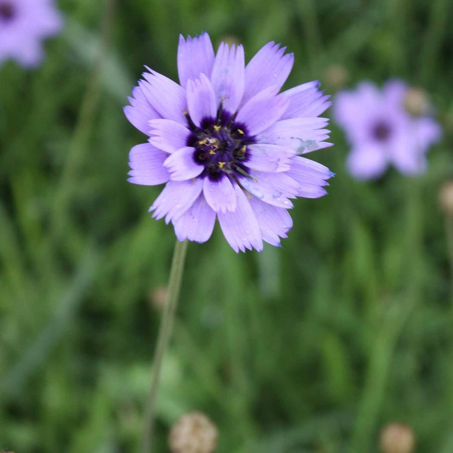 Catananche caerulea - Cupid's Dart from Hoffie Nursery