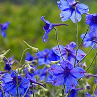 Delphinium grandiflorum 'Blue Butterfly' - Larkspur from Hoffie Nursery