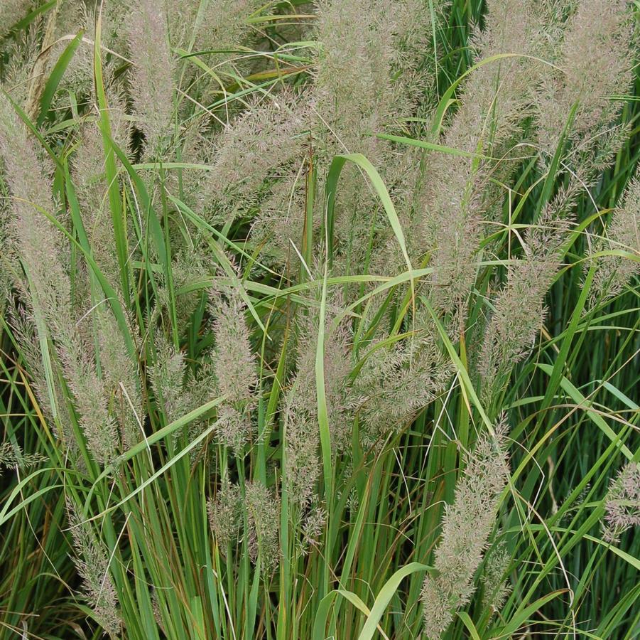 Calamagrostis arundinacea var. brachytricha 