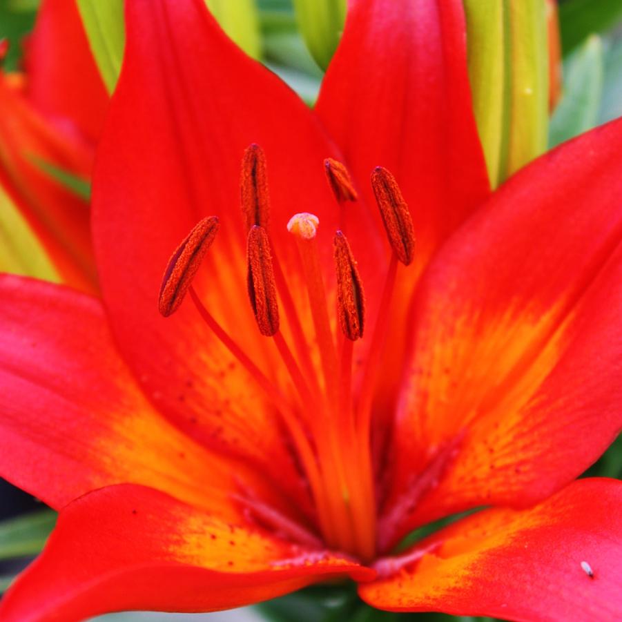 Lilium 'Matrix' - Asiatic Lily from Hoffie Nursery