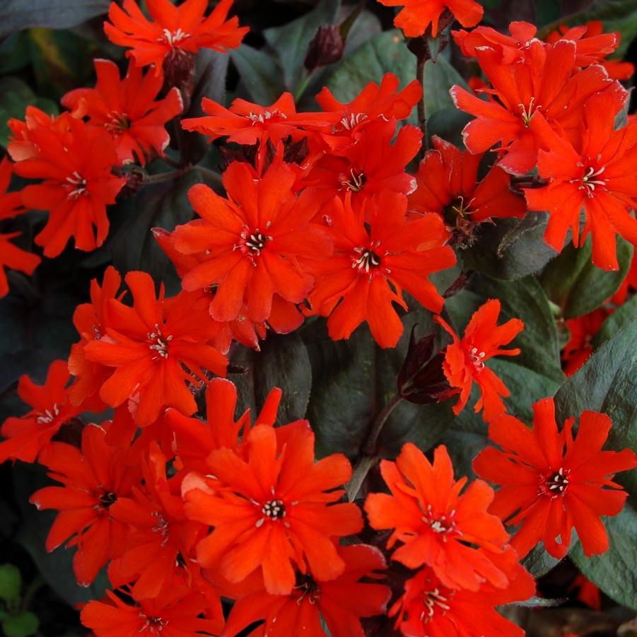 Lychnis arkwrightii Orange Gnome