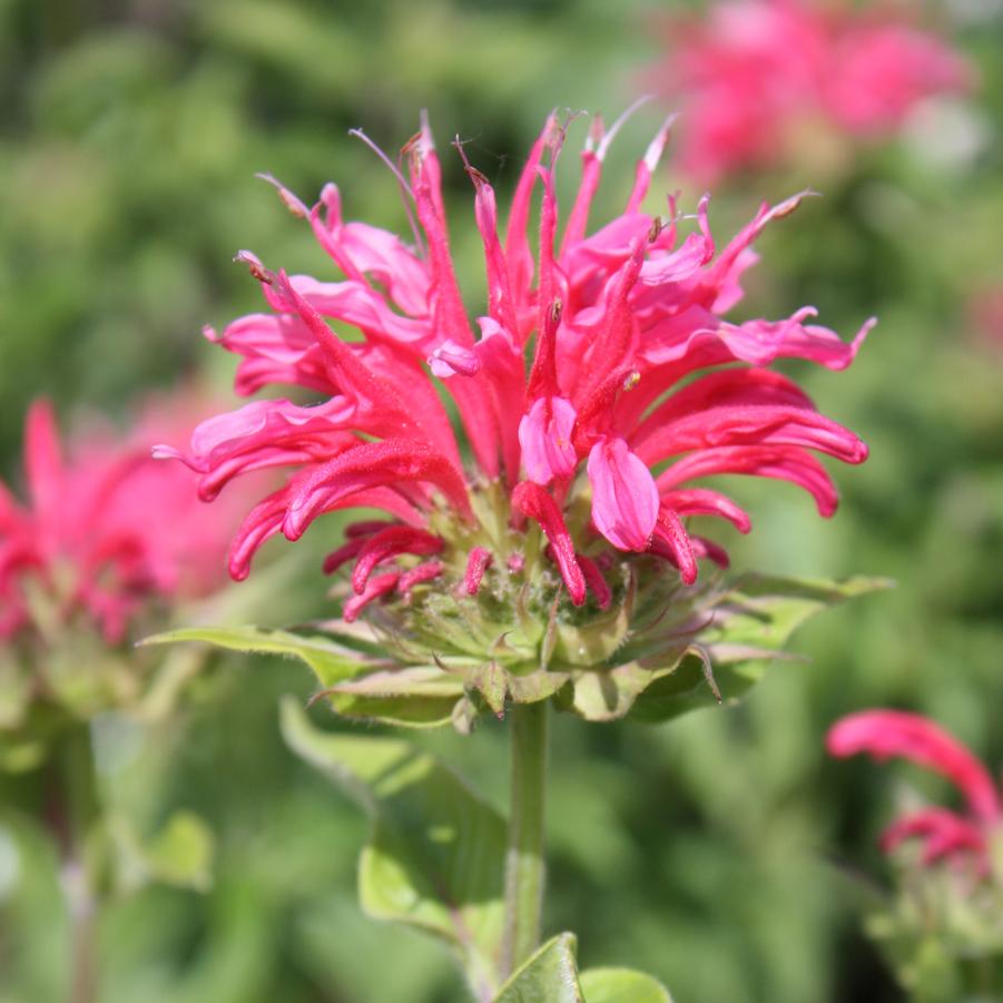 Monarda didyma 'Coral Reef' - Bee Balm from Hoffie Nursery