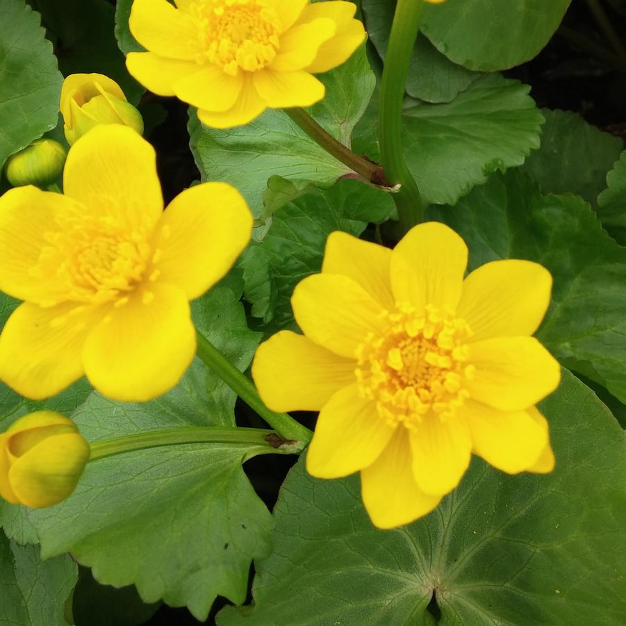 Caltha palustris - Marsh Marigold from Hoffie Nursery