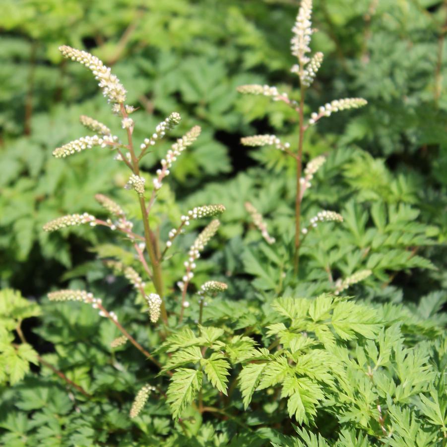 Aruncus aethusifolius 'Noble Spirits' - Miniature Goatsbeard from Hoffie Nursery