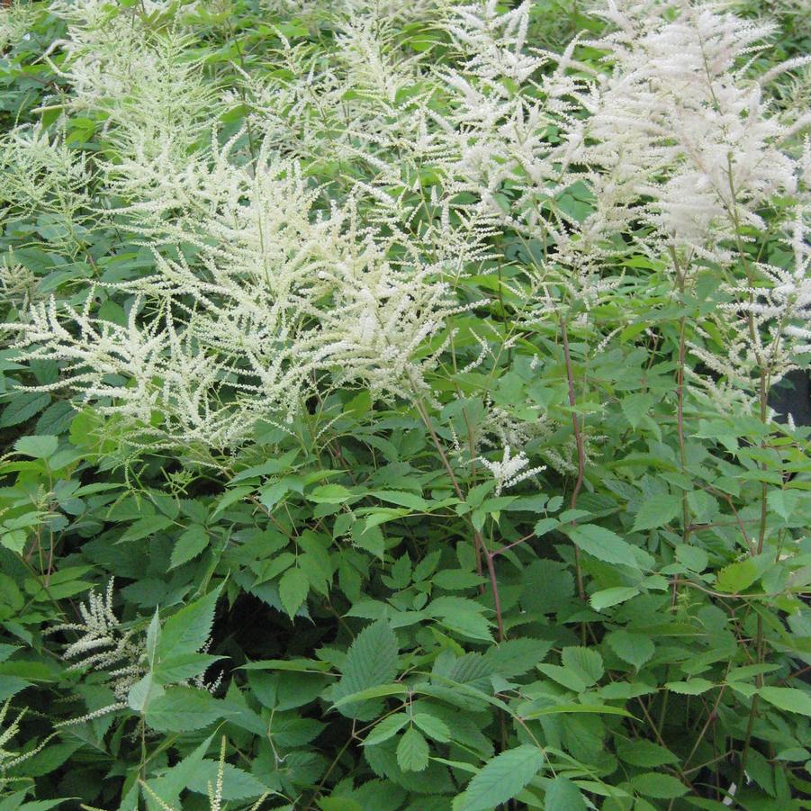 Aruncus dioicus - Goat's Beard from Hoffie Nursery