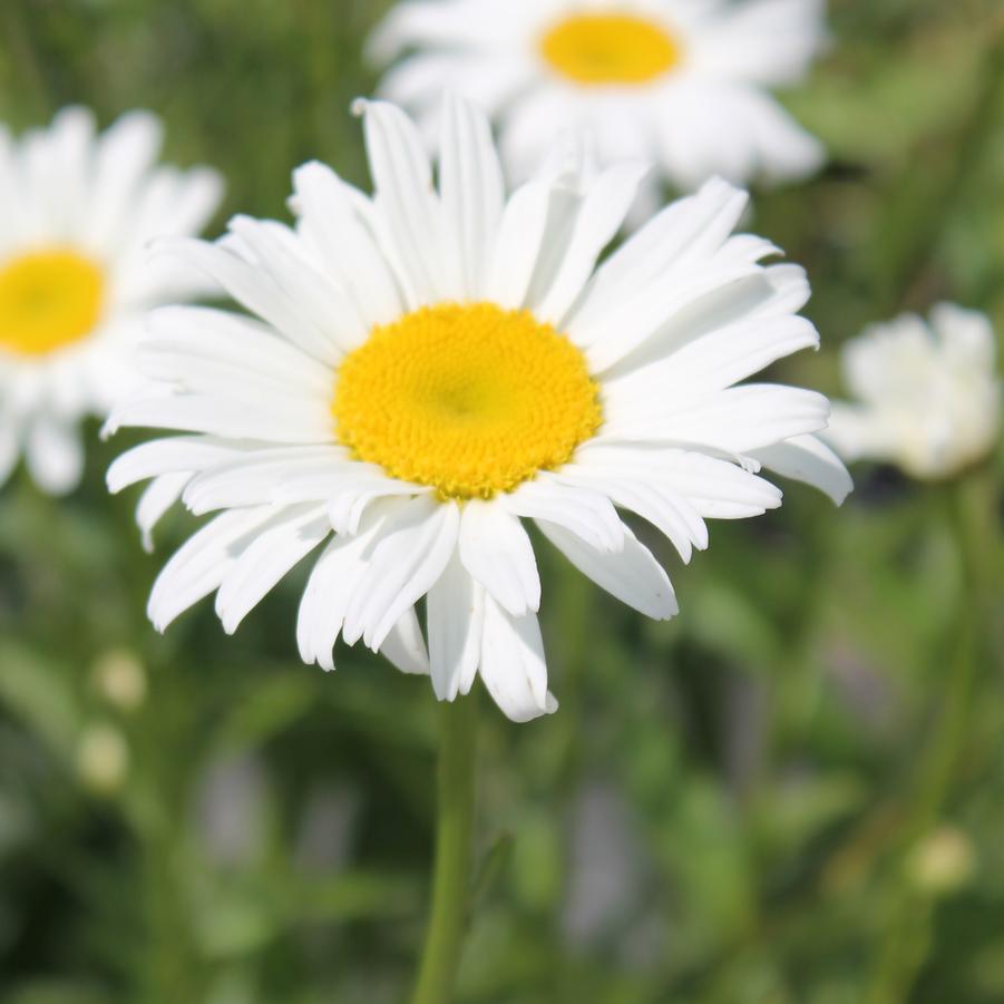 Leucanthemum superbum 'Alaska' - Shasta Daisy from Hoffie Nursery