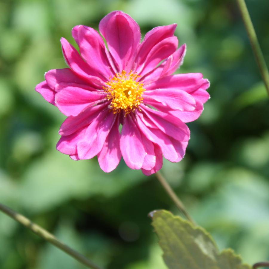 Anemone 'Pamina' - Japanese Windflower Anemone from Hoffie Nursery