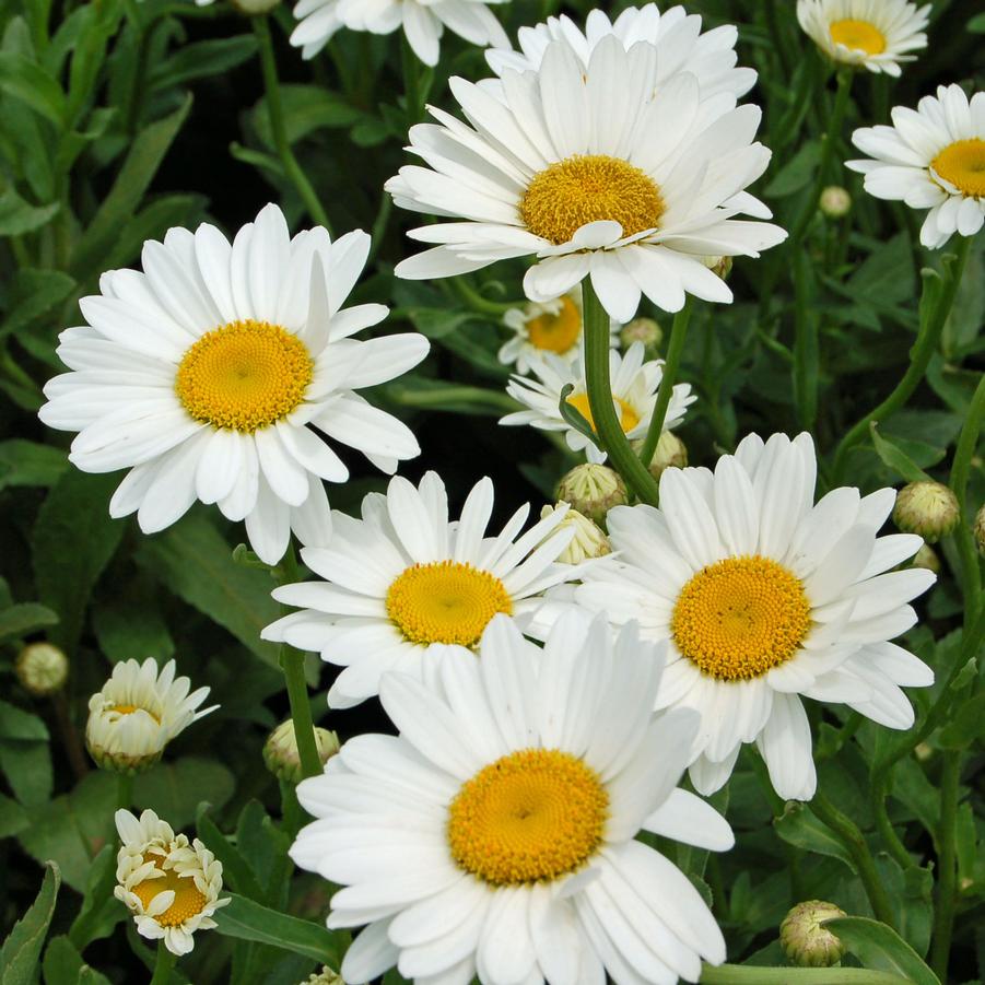 Leucanthemum superbum 'Becky' - Shasta Daisy from Hoffie Nursery