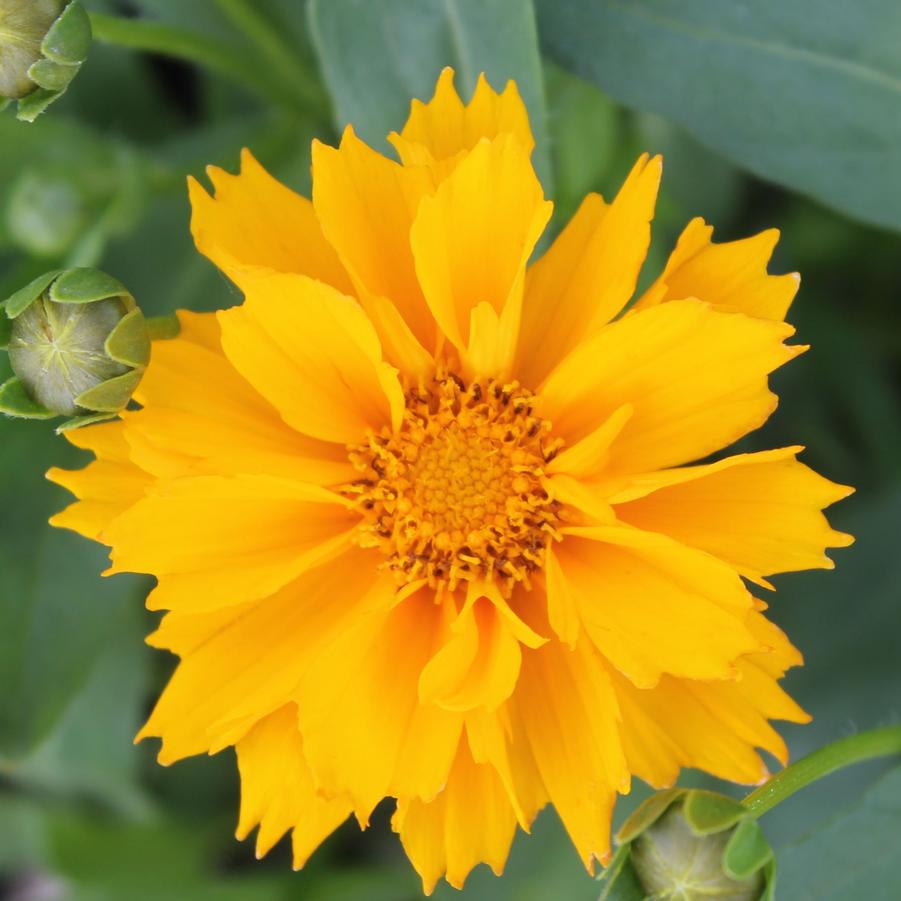 Coreopsis 'Jethro Tull' - Tickseed from Hoffie Nursery