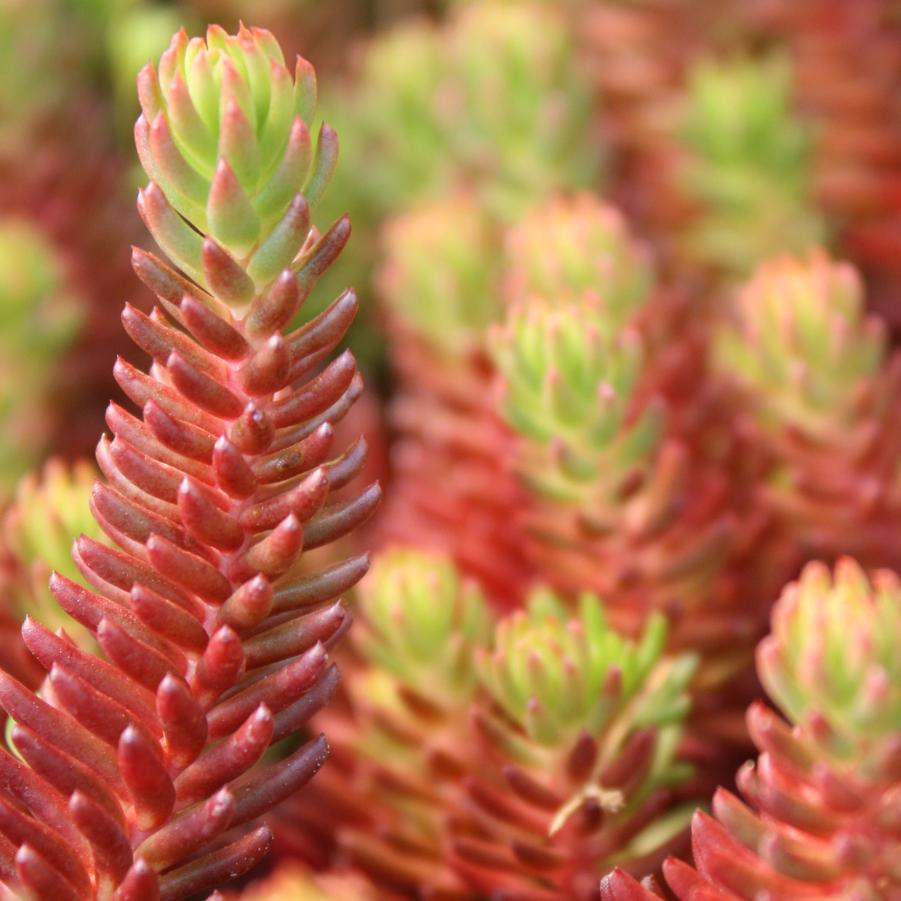 Sedum ochroleucum 'Red Wiggle' - Stonecrop from Hoffie Nursery