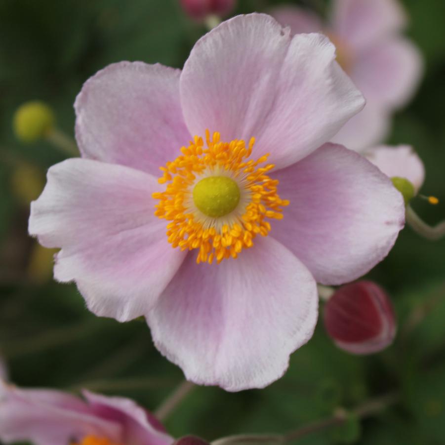 Anemone hupehensis 'September Charm' - Japanese Windflower Anemone from Hoffie Nursery