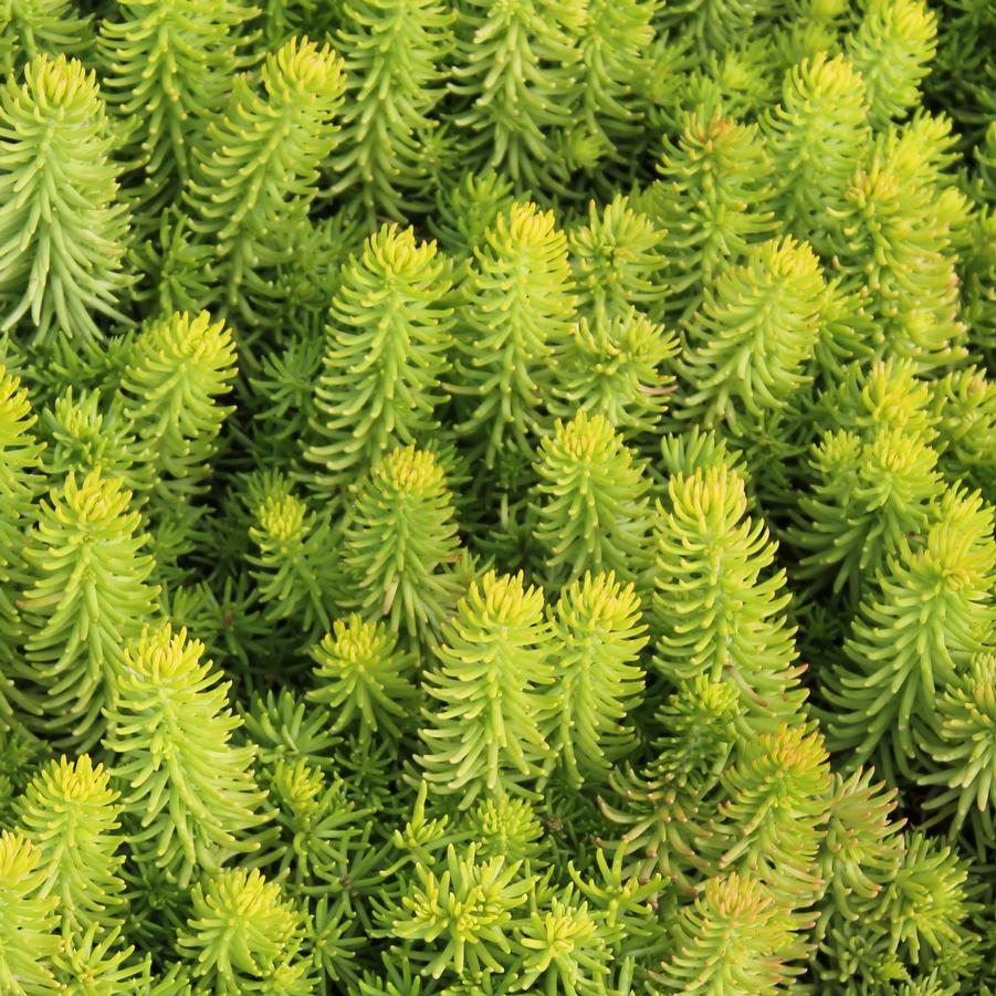 Sedum rupestre 'Angelina' - Stonecrop from Hoffie Nursery