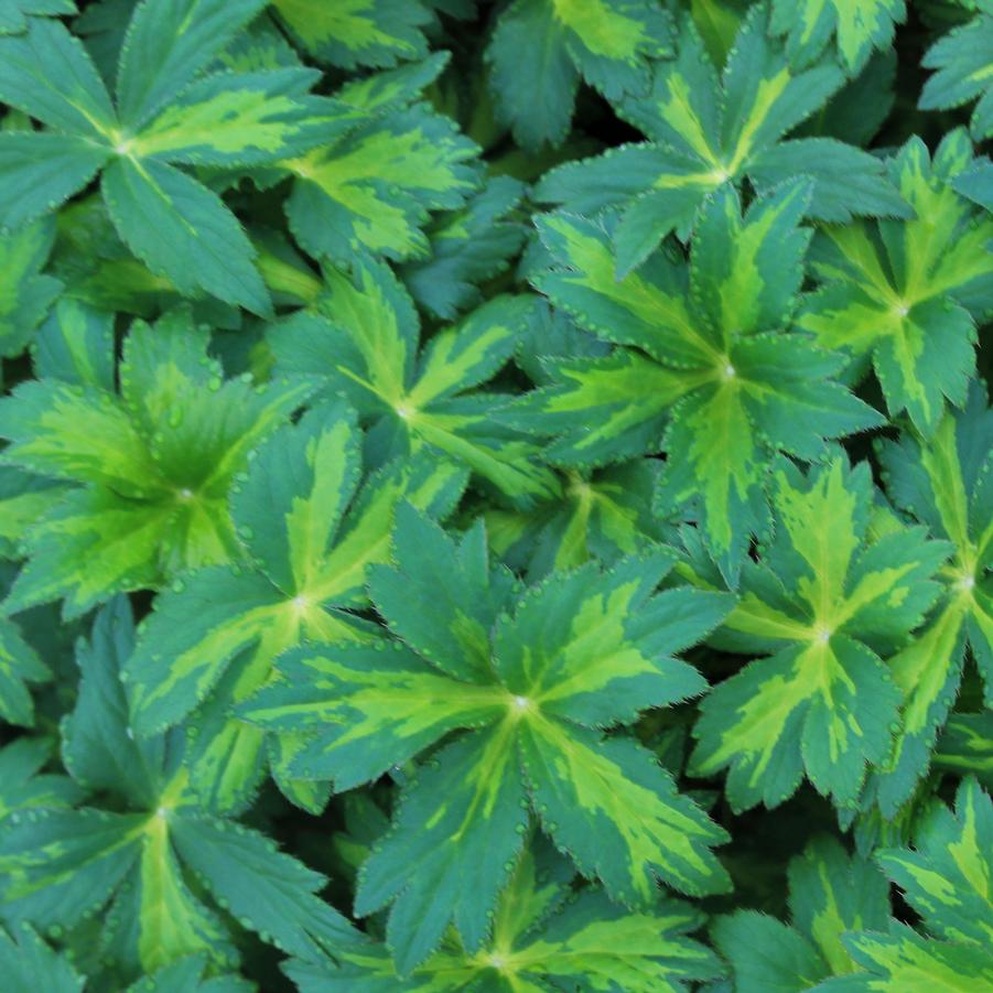 Astrantia major 'Masterpiece' - Masterwort from Hoffie Nursery