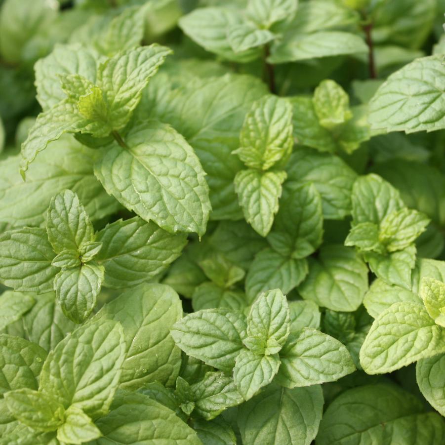 Peppermint - Mentha piperita from Hoffie Nursery