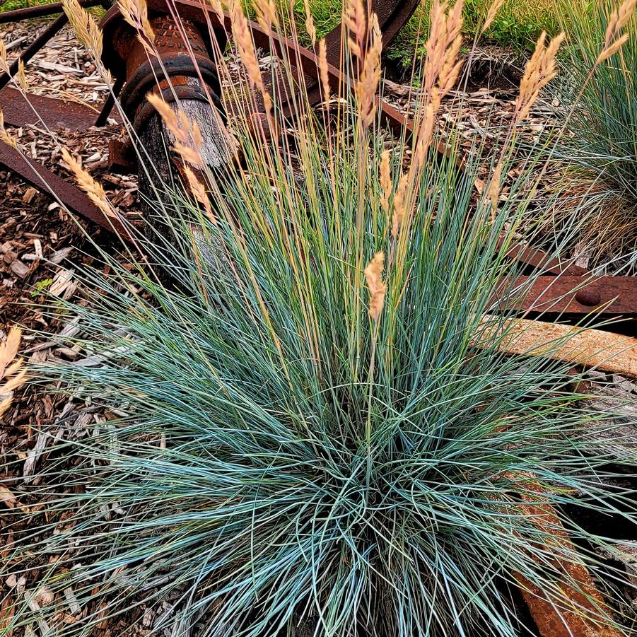 Festuca 'Cool as Ice' - Blue Fescue from Hoffie Nursery