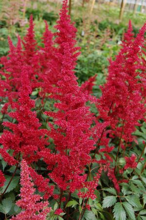 Enumerate at se Synes Astilbe arendsii 'Fanal' False Spirea from Hoffie Nursery