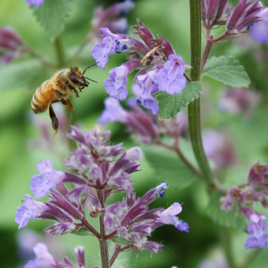 Nepeta faassenii 'Blue Wonder' - Catmint from Hoffie Nursery