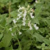 Nepeta faassenii 'Snowflake' - Catmint from Hoffie Nursery