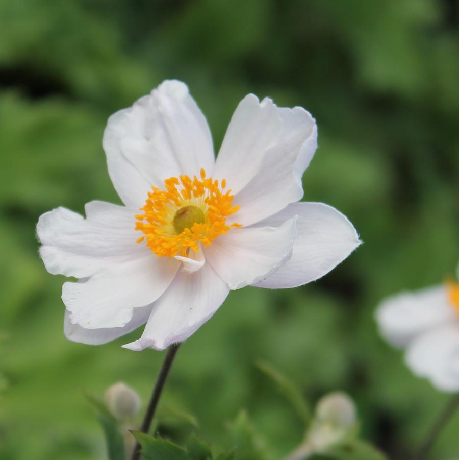 Anemone 'Elfin Swan' - Windflower from Hoffie Nursery