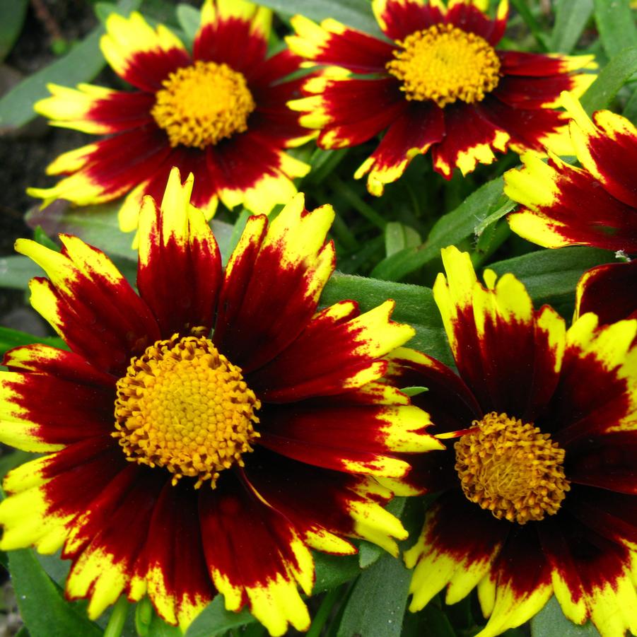 Coreopsis Big Bang 'Cosmic Eye' - Tickseed from Hoffie Nursery