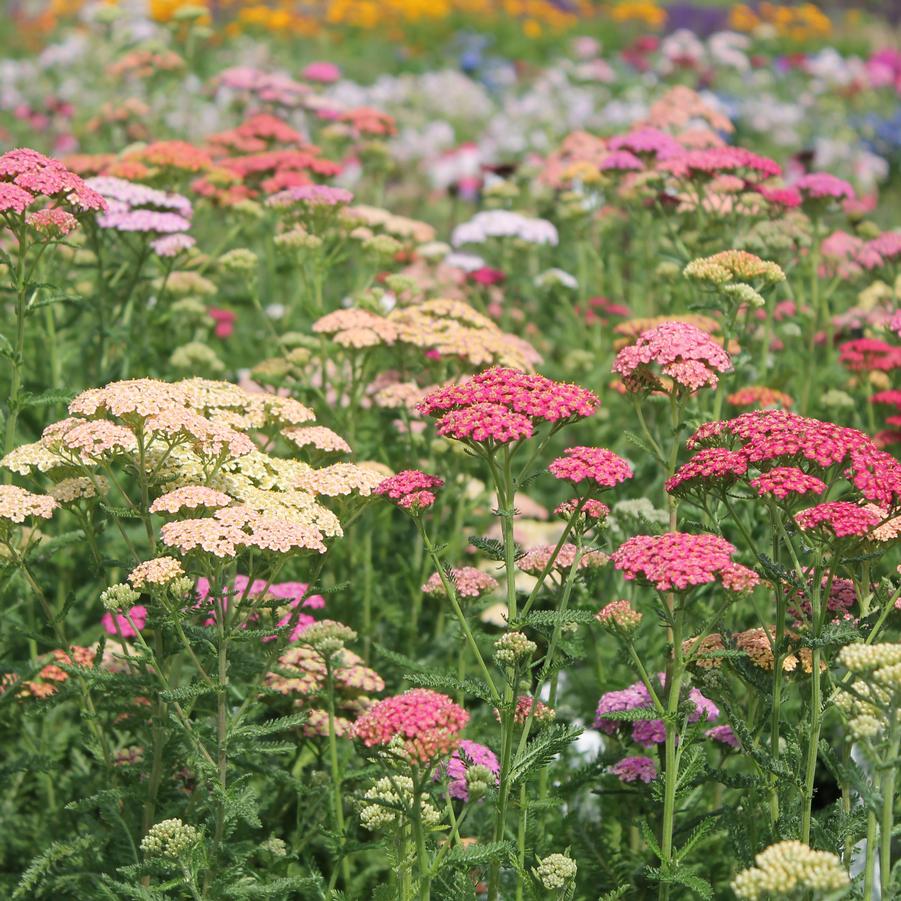 Achillea 'Summer Pastels' - Yarrow from Hoffie Nursery