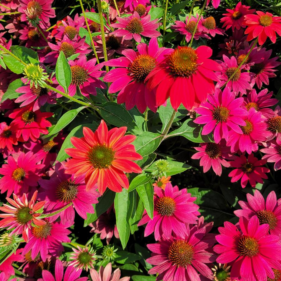 Echinacea Sombrero® Tres Amigos - Coneflower from Hoffie Nursery