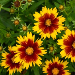 Coreopsis UPTICK™ 'Gold & Bronze' - Tickseed from Hoffie Nursery