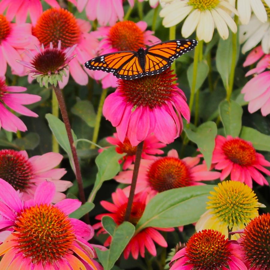 Echinacea 'Cheyenne Spirit' - Coneflower from Hoffie Nursery