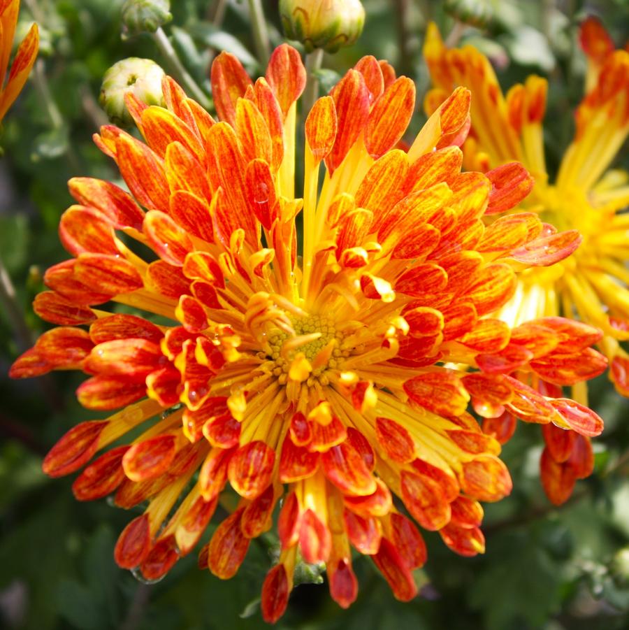 Chrysanthemum Matchsticks  Matchsticks Hardy Garden Mum