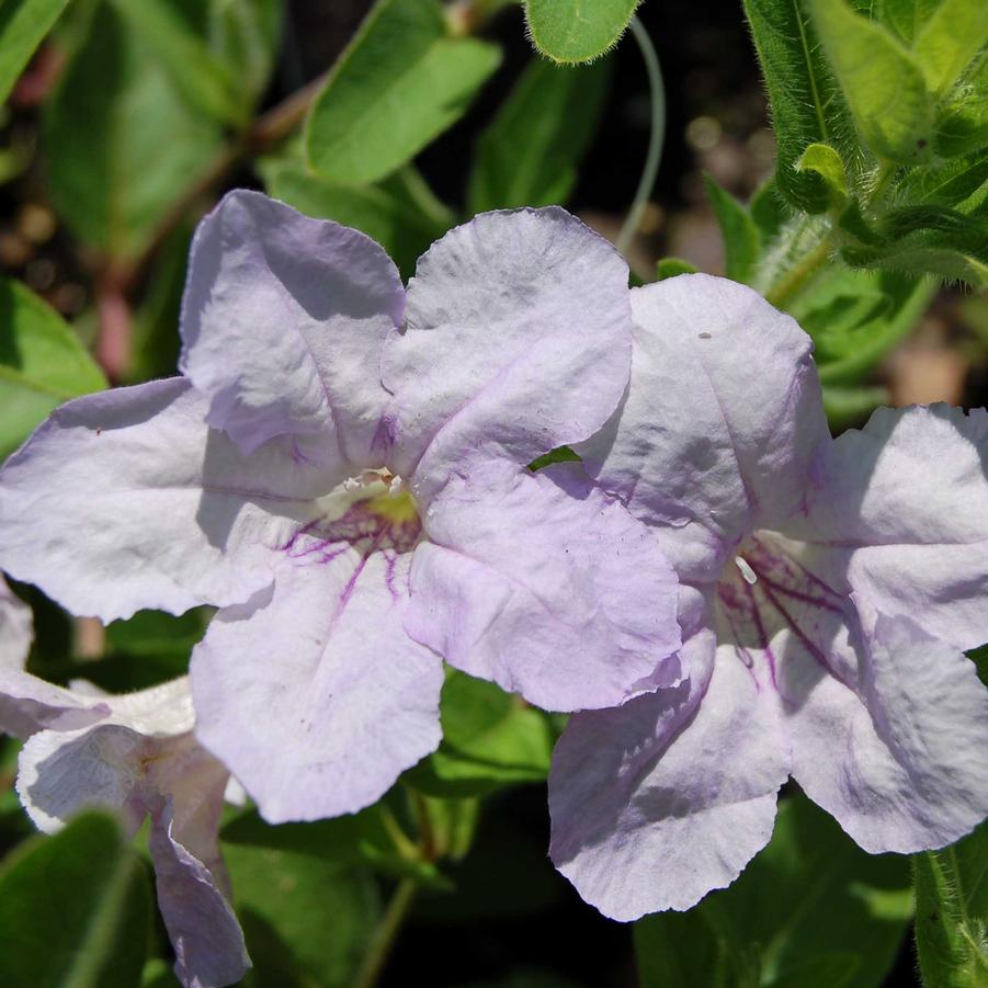 Ruellia humilis - Wild Petunia from Hoffie Nursery