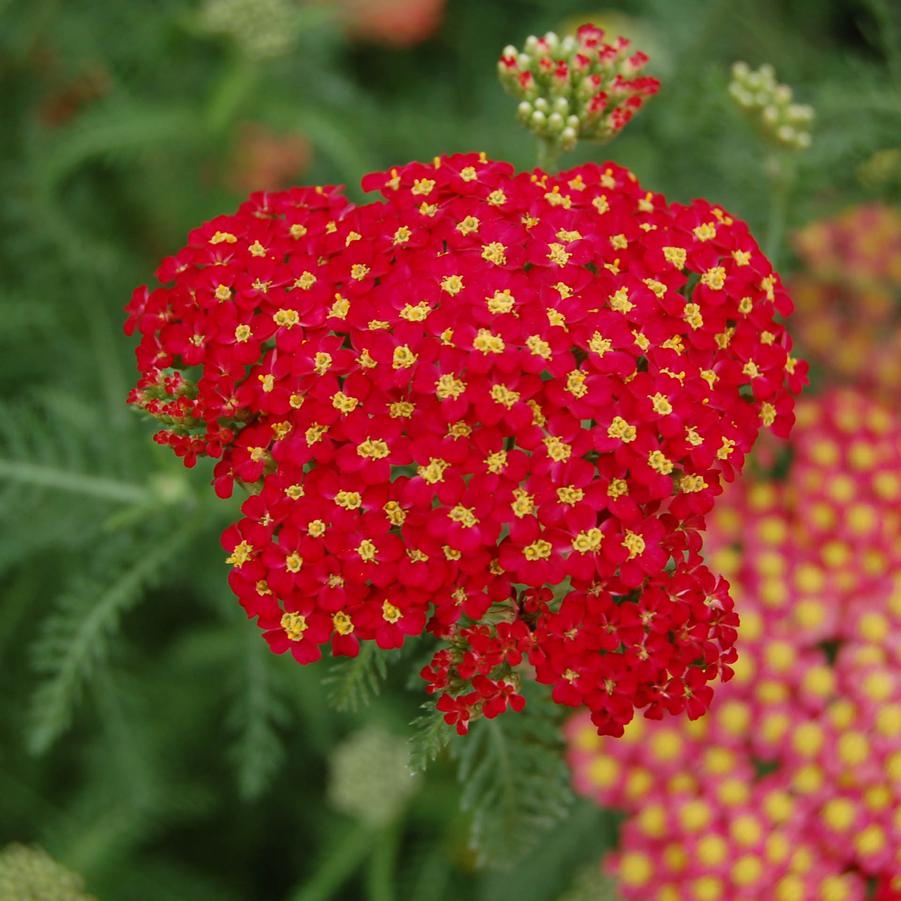 Achillea millefolium 'Paprika' - Yarrow from Hoffie Nursery