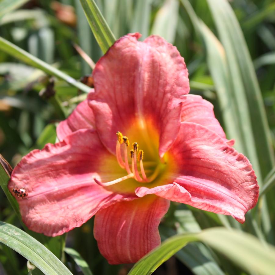 Hemerocallis 'Rosy Returns' - Daylily from Hoffie Nursery